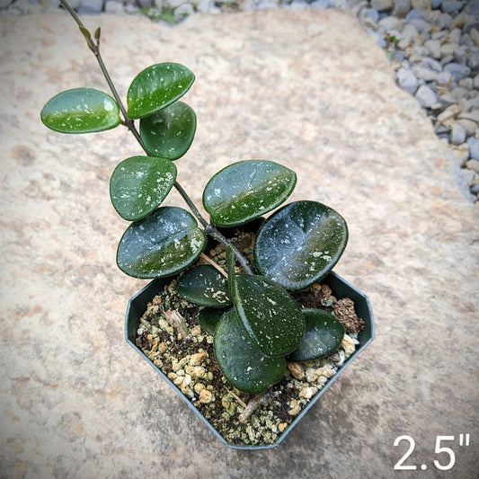 Hoya ‘Mathilde’ growing in a 2.5" pot.