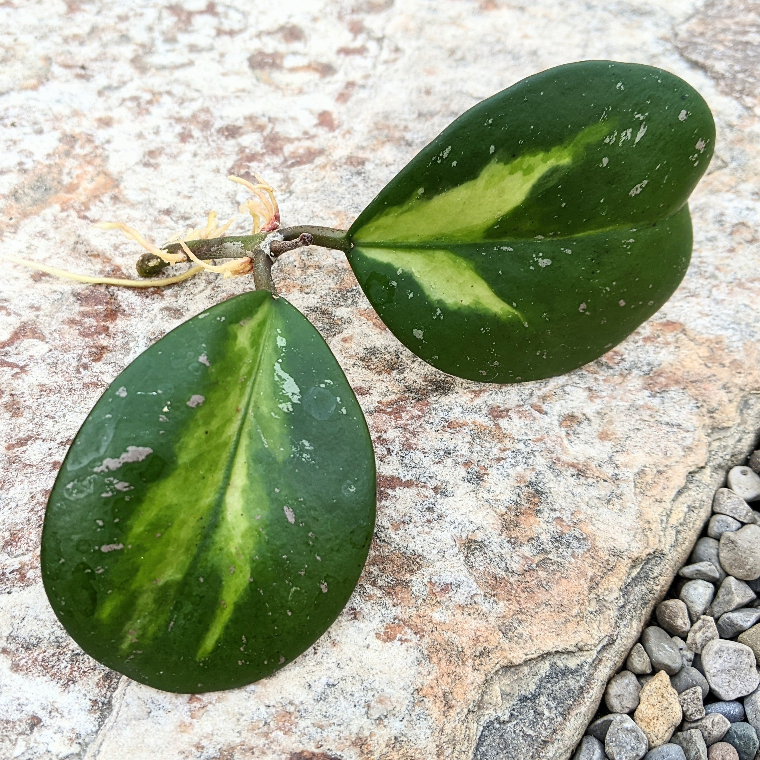 Hoya Obovata hotsell Variegated