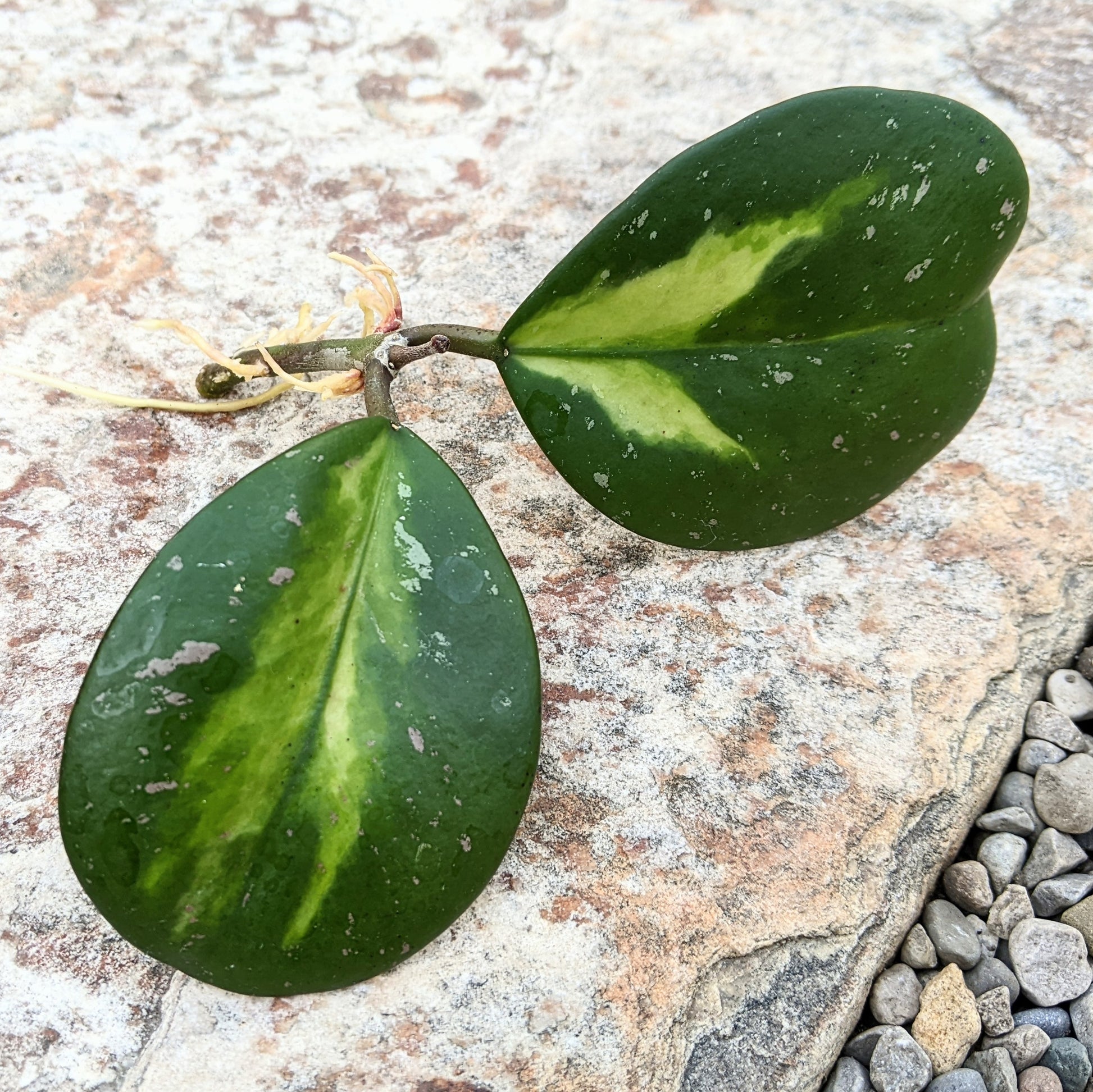 Close-up of Hoya Obovata Variegated cutting showing its round, waxy leaves with striking green and creamy white variegation. 