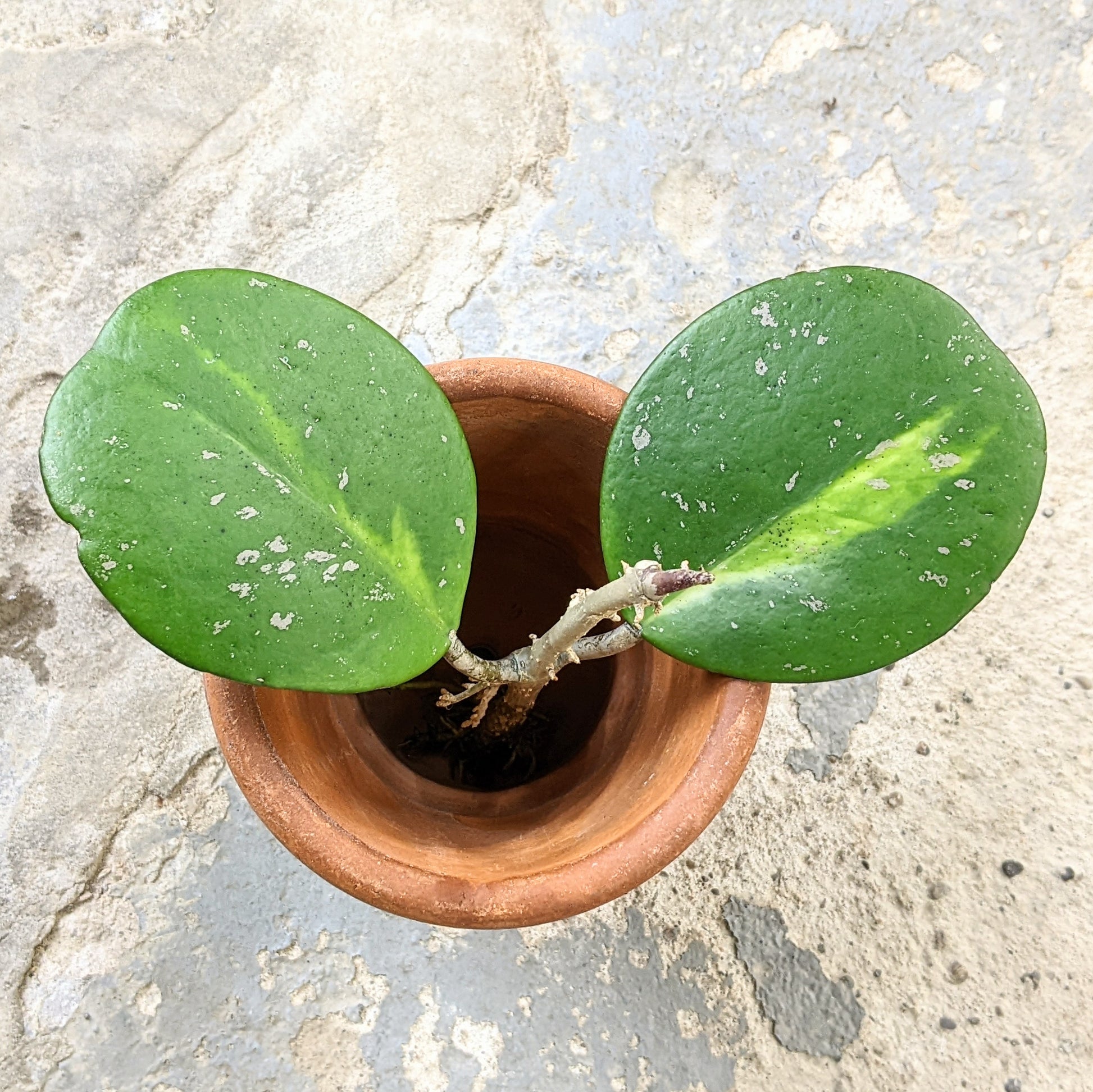 Close-up of Hoya Obovata Variegated cutting showing its round, waxy leaves with striking green and creamy white variegation. 