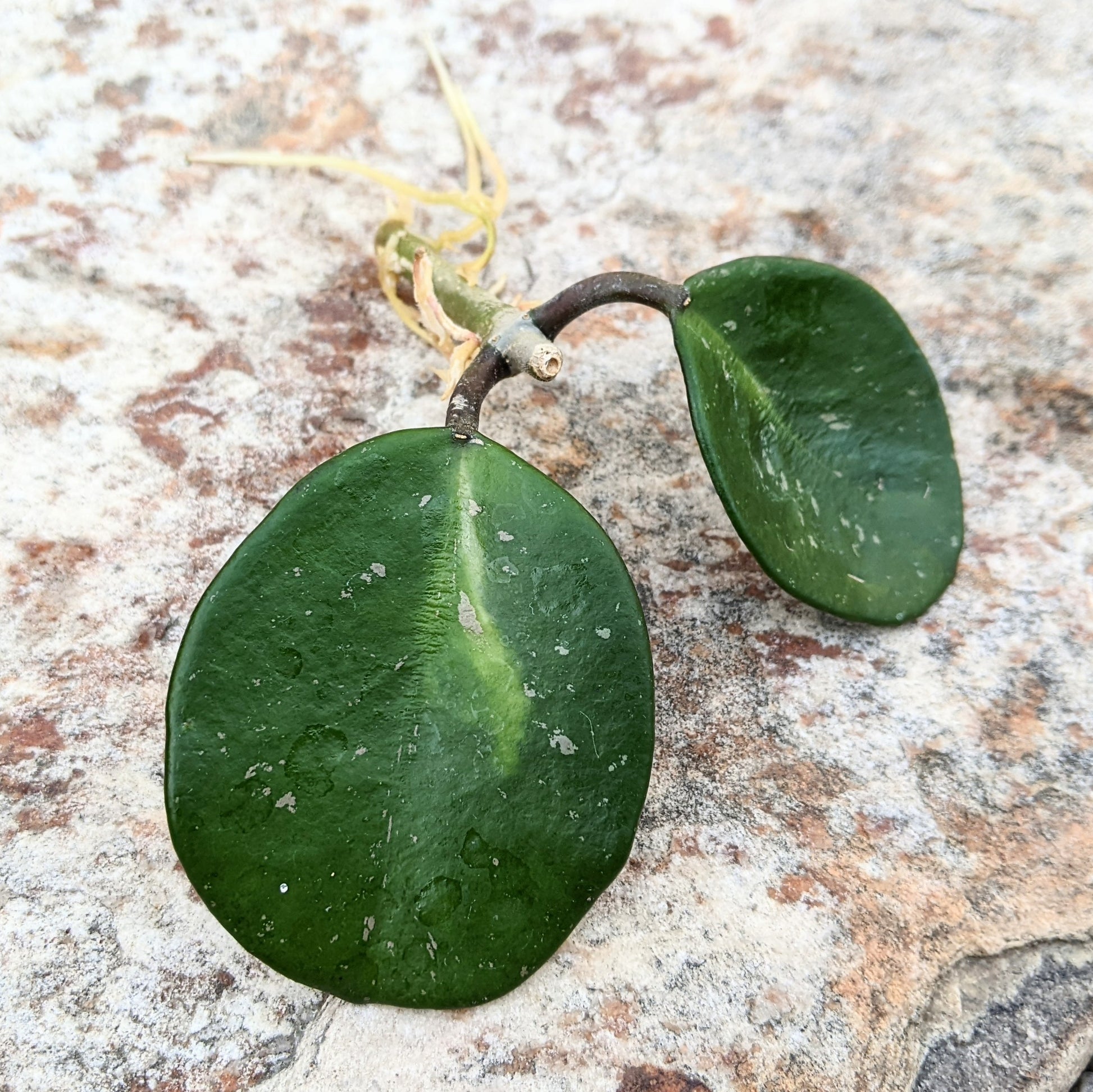 Close-up of Hoya Obovata Variegated cutting showing its round, waxy leaves with striking green and creamy white variegation. 