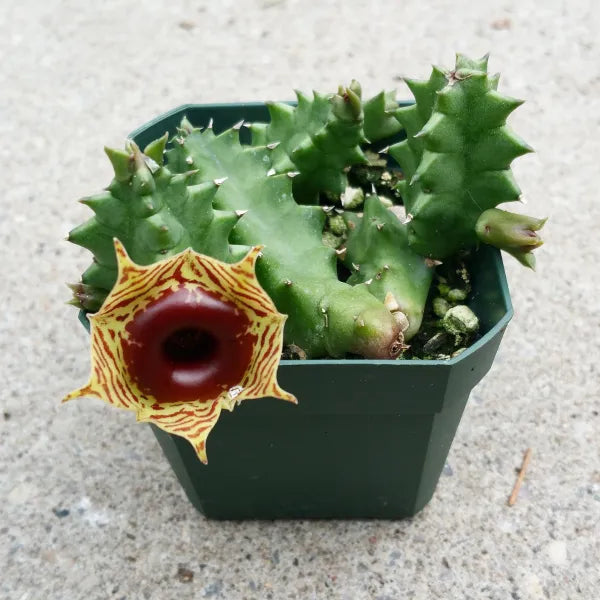 Huernia Zebrina. H. Insigniflora aka Lifesaver Cactus