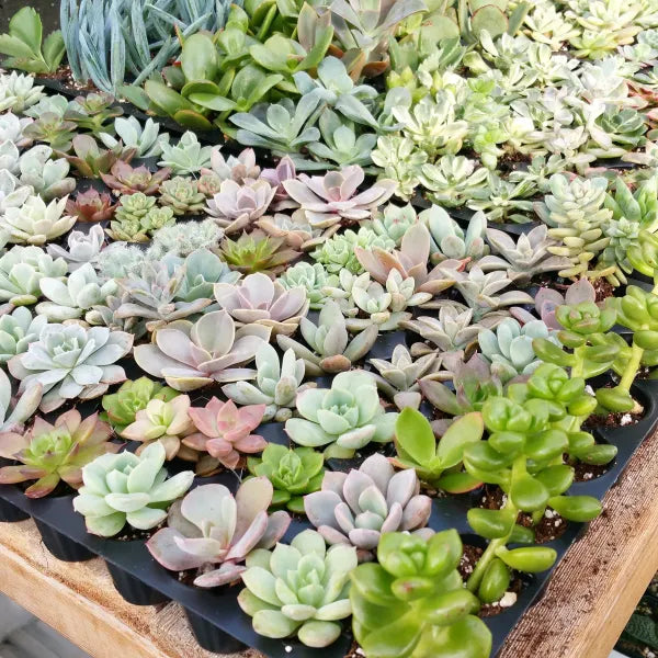 Close-up of various succulent plants, including Echeveria, sedum, and graptoveria, showcasing their distinct shapes and colours.