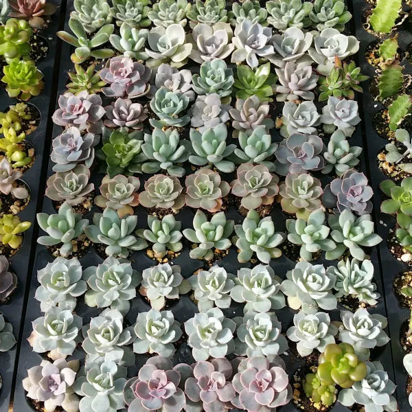 Close-up of various succulent plants, including Echeveria, sedum, and graptoveria, showcasing their distinct shapes and colours.