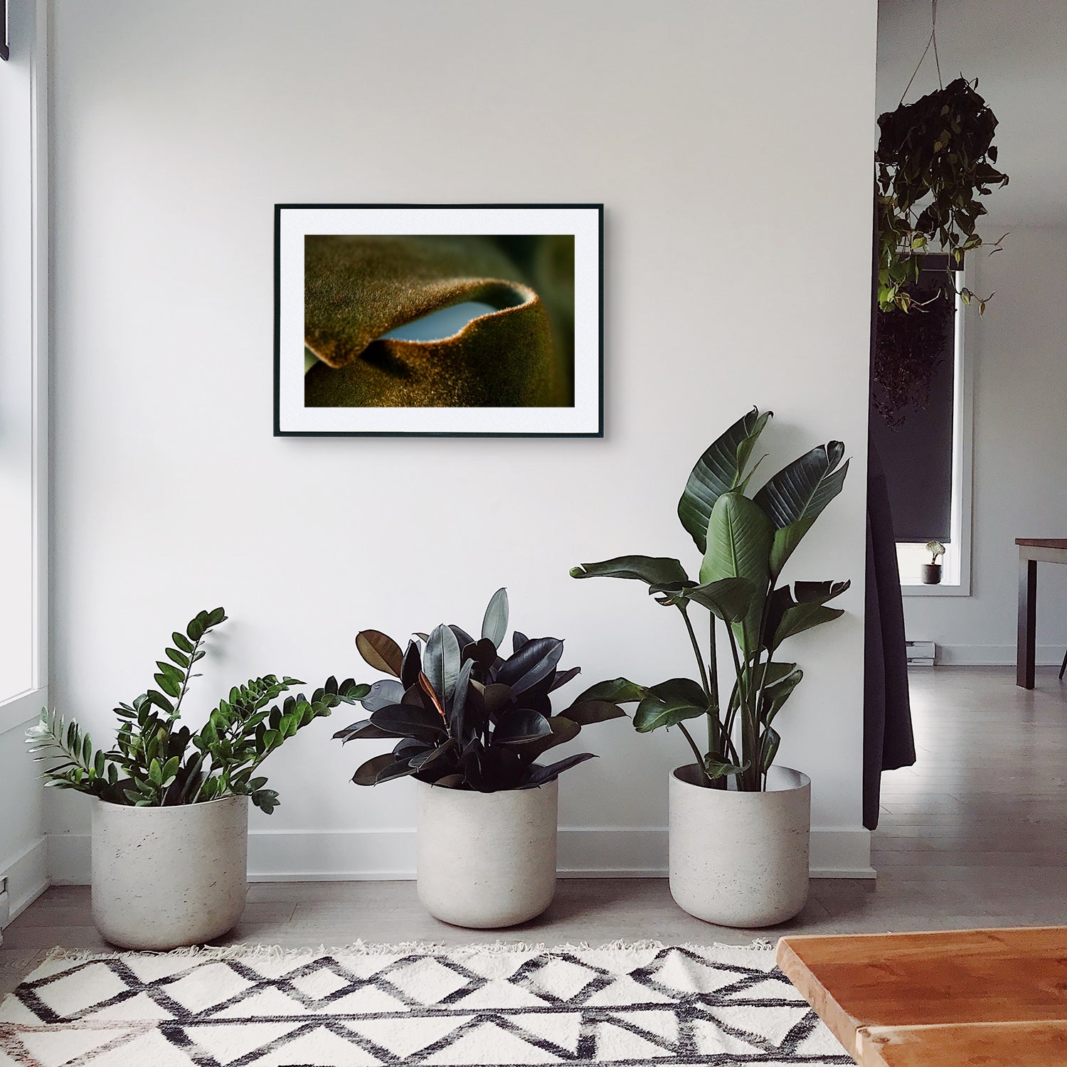 Macro image of Kalanchoe Beharensis succulent leaves, showcasing its rich brown colours, velvety texture, and scalloped edges, displayed as wall art in a stylish modern hallway setting.