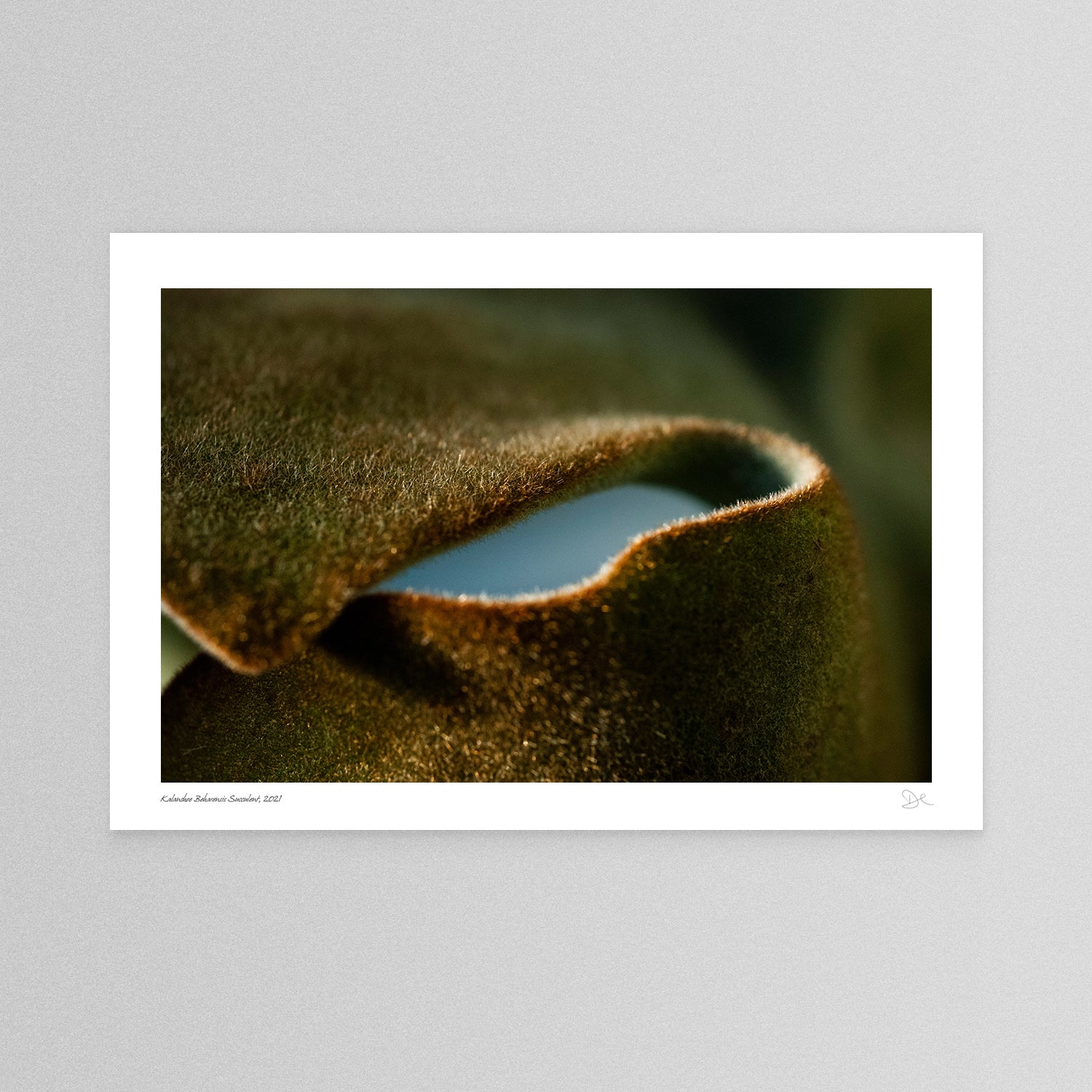 Macro image of Kalanchoe Beharensis succulent leaves, showcasing its rich brown colours, velvety texture, and scalloped edges.