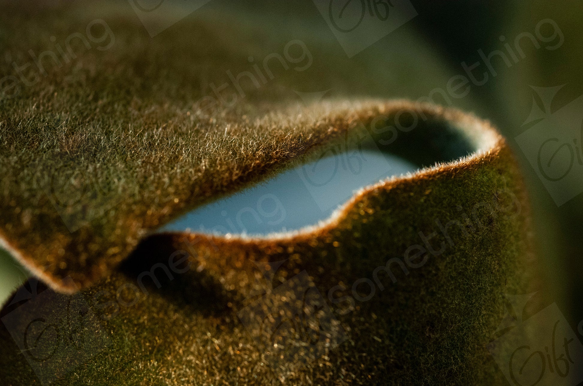 Macro image of Kalanchoe Beharensis succulent leaves, showcasing its rich brown colours, velvety texture, and scalloped edges.