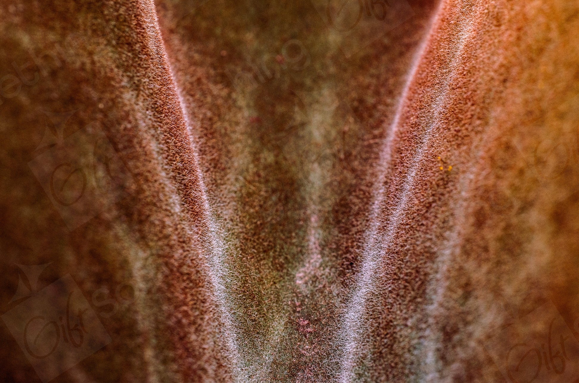 Macro shot of Kalanchoe Beharensis, also known as Velvet Elephant Ear, showcasing its velvety leaves with scalloped edges and shades of brown in its unique texture.