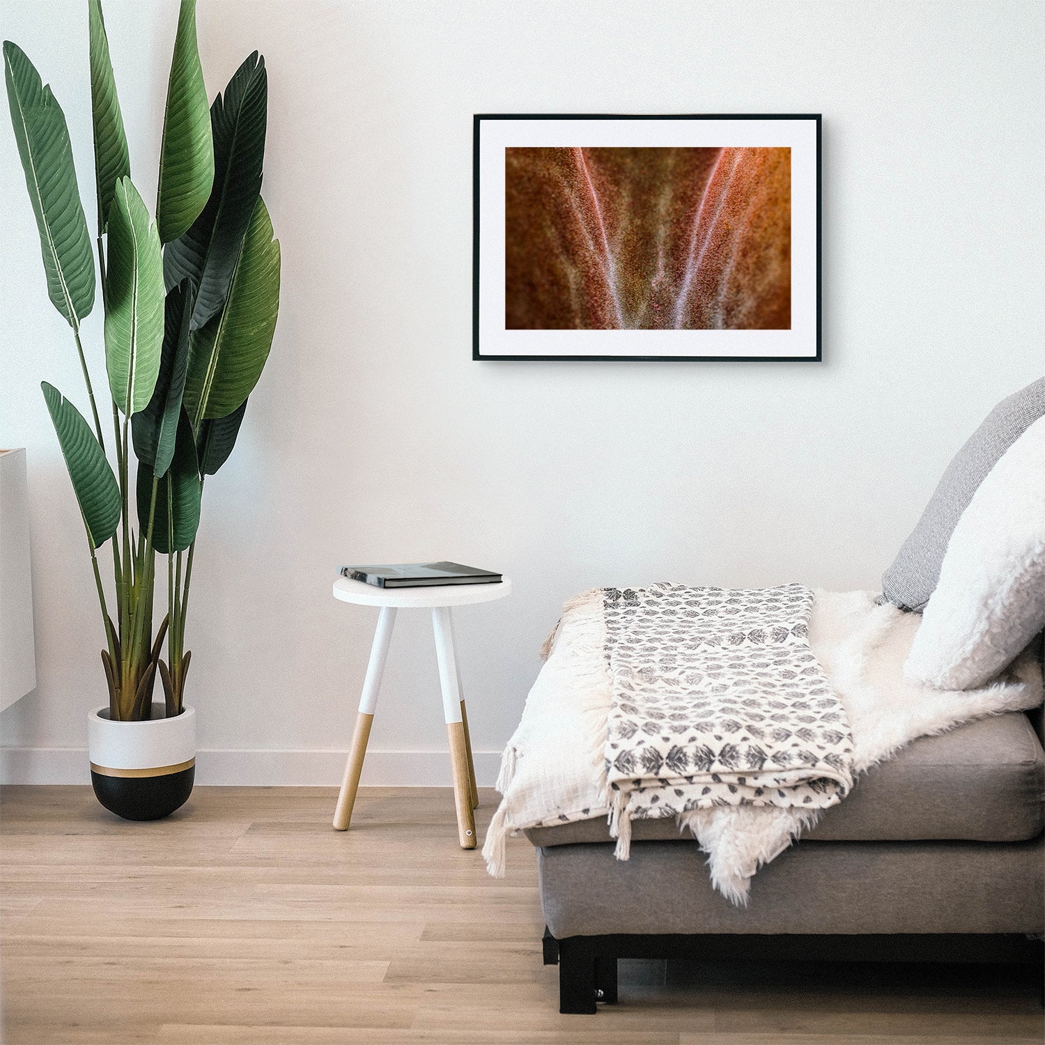 Macro shot of Kalanchoe Beharensis, also known as Velvet Elephant Ear, showcasing its velvety leaves with scalloped edges and shades of brown texture, displayed as wall art in a stylish living room with modern decor.