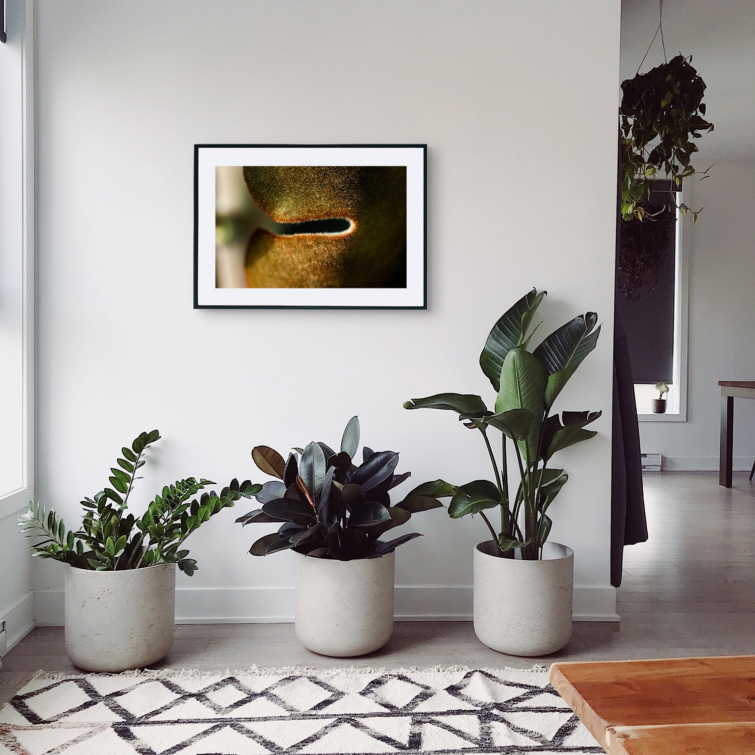 Macro image of Kalanchoe Beharensis succulent leaves, showcasing its rich brown colours, velvety texture, and scalloped edges, displayed as wall art in a stylish modern hallway setting.