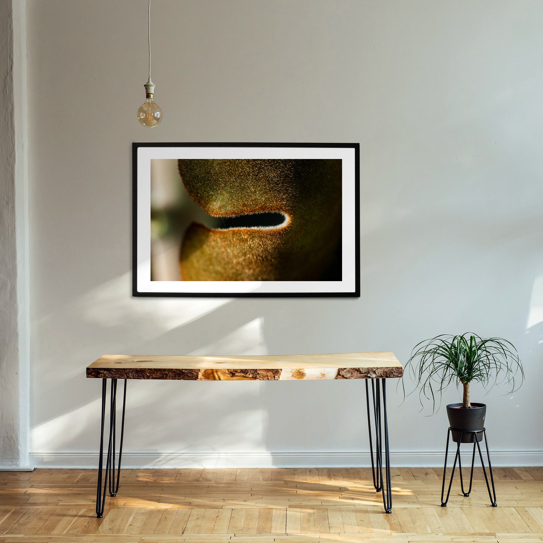 Macro image of Kalanchoe Beharensis succulent leaves, showcasing its rich brown colours, velvety texture, and scalloped edges, displayed as wall art in a stylish modern hallway setting.