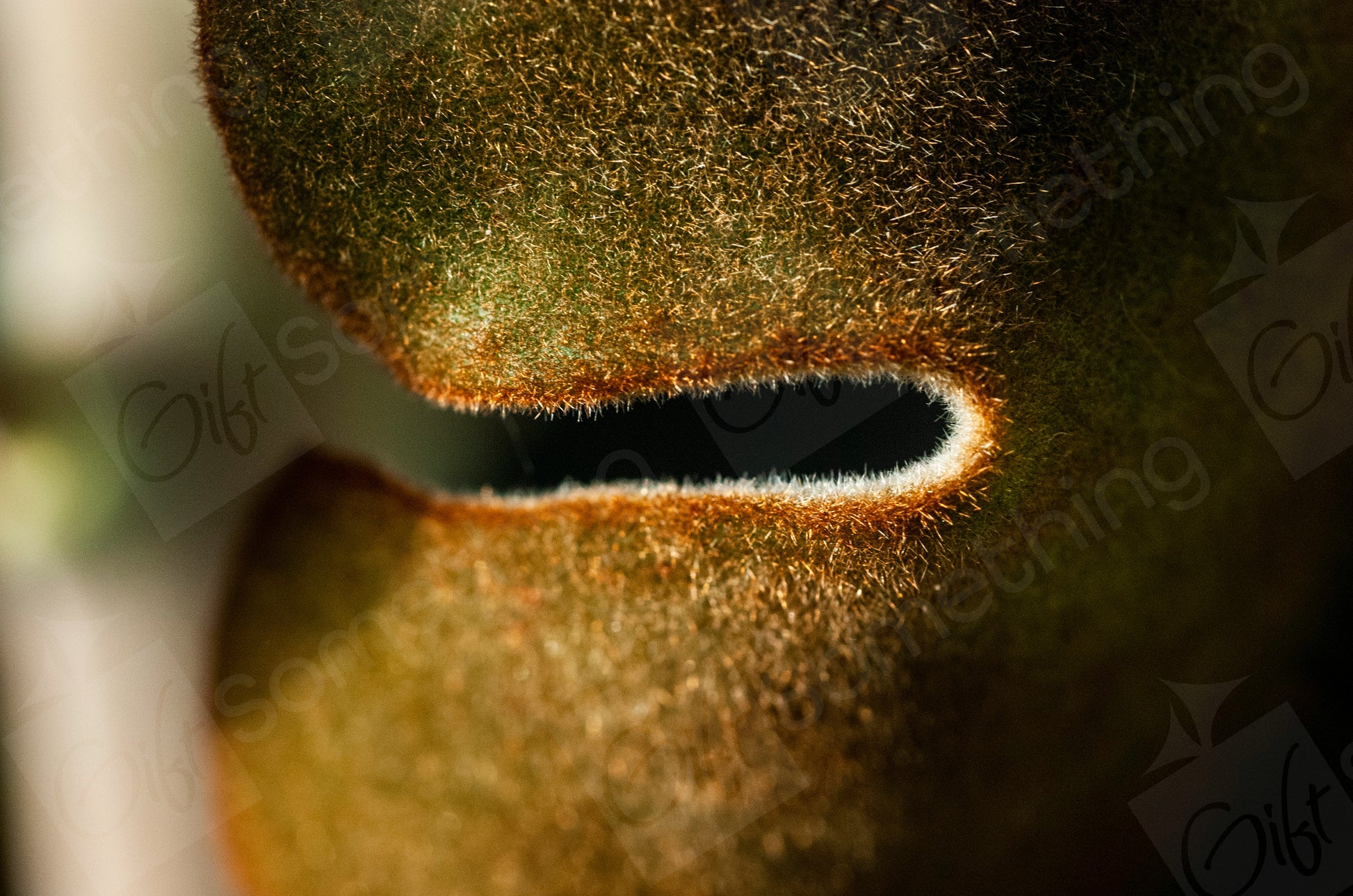 Macro image of Kalanchoe Beharensis succulent leaves, showcasing its rich brown colours, velvety texture, and scalloped edges.