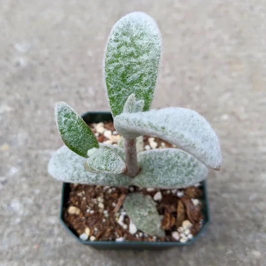 Close-up of Kalanchoe Eriophylla in a 2.5" pot, highlighting its green leaves covered in soft white fuzz.