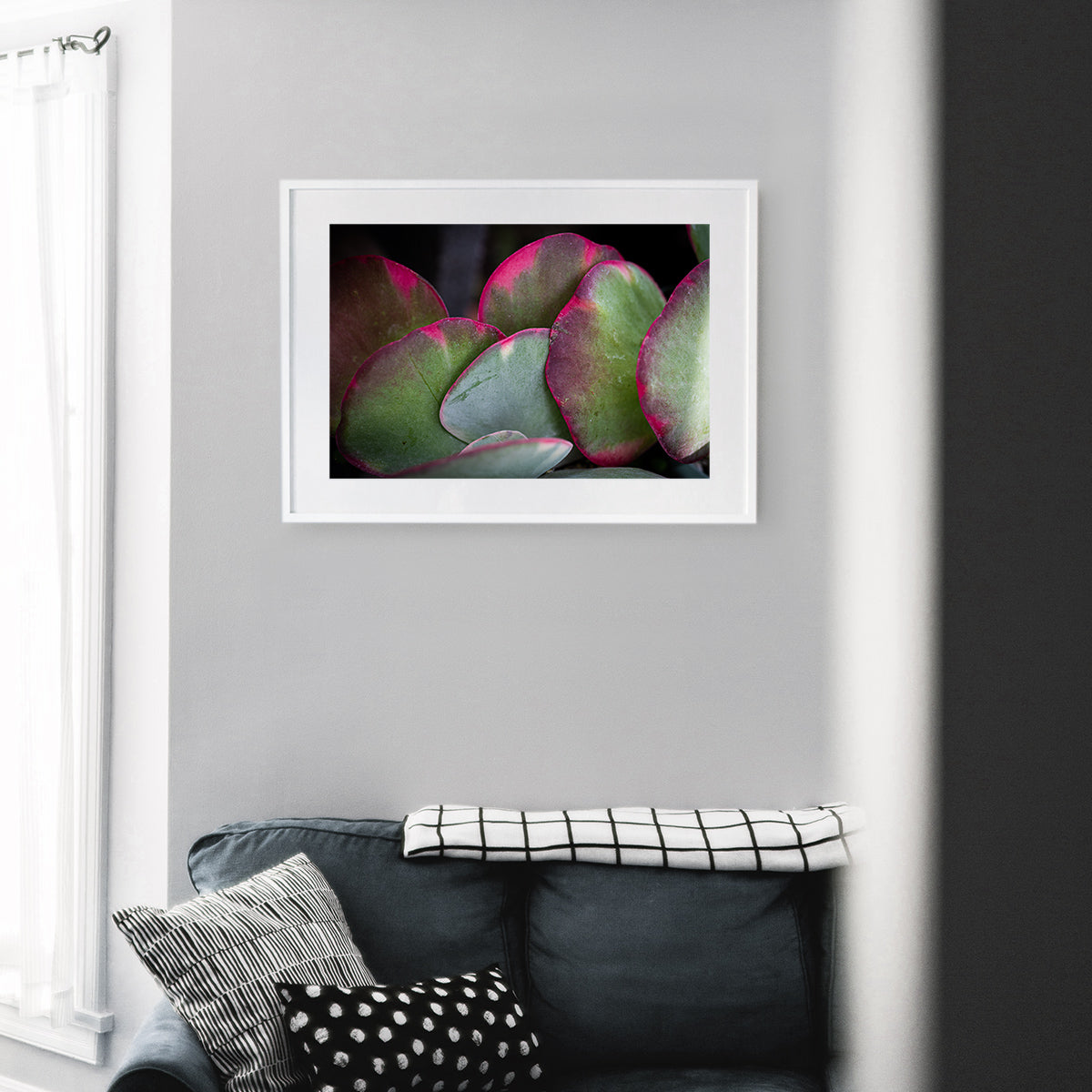 Close-up of Kalanchoe Fantastic succulent leaves, showcasing vibrant pink, green, and purple colours with unique textures, displayed as wall art in a stylish modern living room setting.