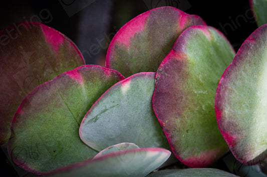 Close-up of Kalanchoe Fantastic succulent leaves, showcasing vibrant pink, green, and purple colours with unique textures, perfect for digital prints and botanical design projects.