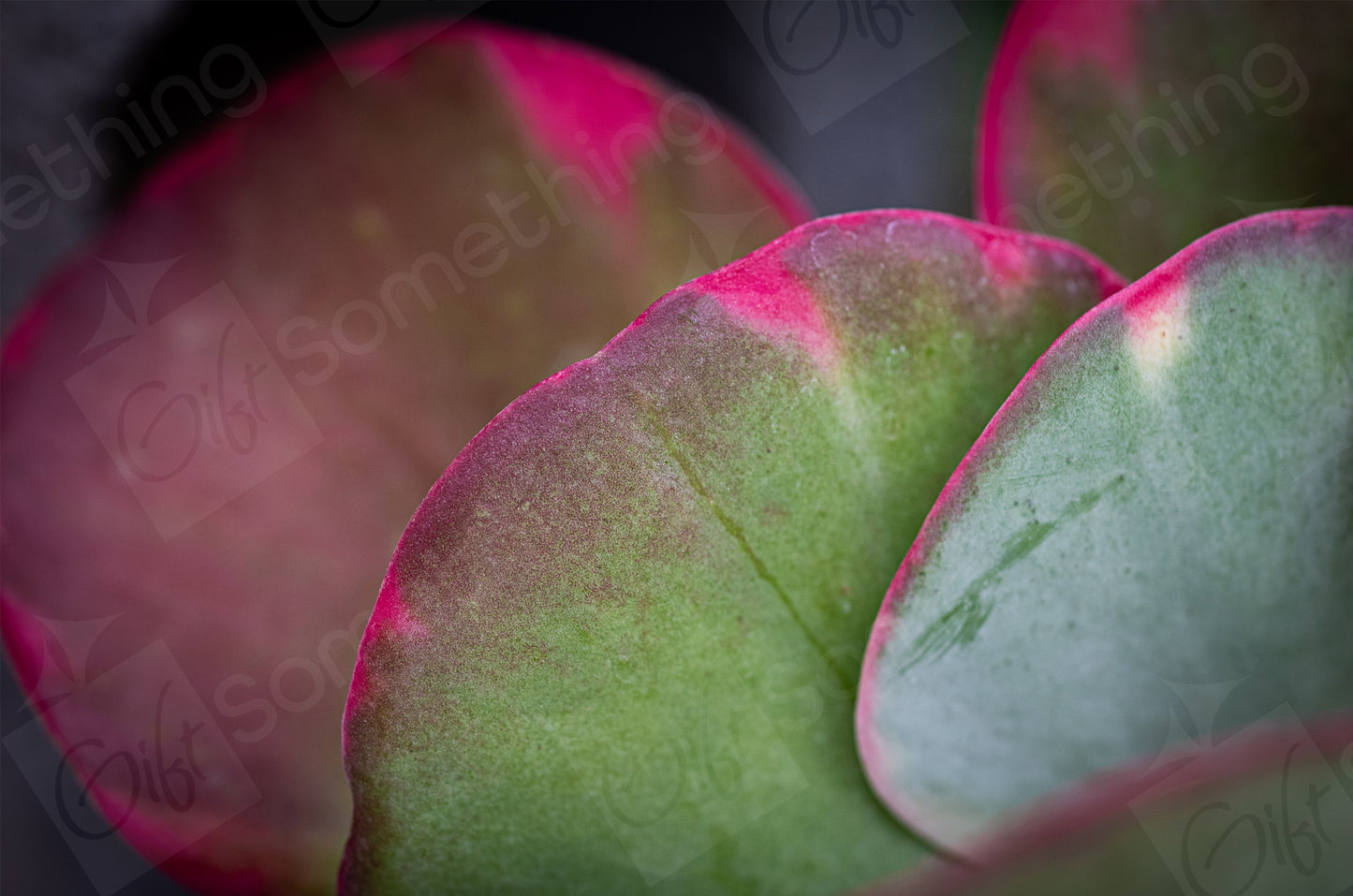 Close-up of Kalanchoe Fantastic succulent leaves, showcasing vibrant pink, green, and purple colours with unique textures, perfect for digital prints and botanical design projects.