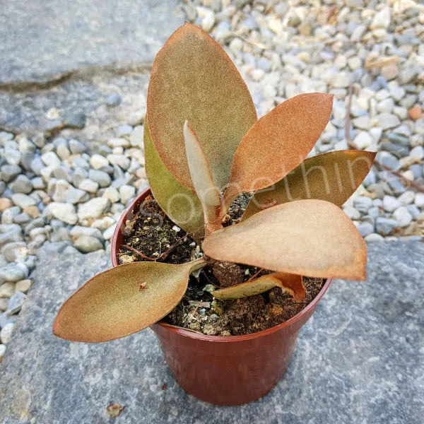 Kalanchoe Orgyalis (Copper Spoon) succulent with distinctive copper-colored, spoon-shaped leaves, displayed in a 3.5" pot.