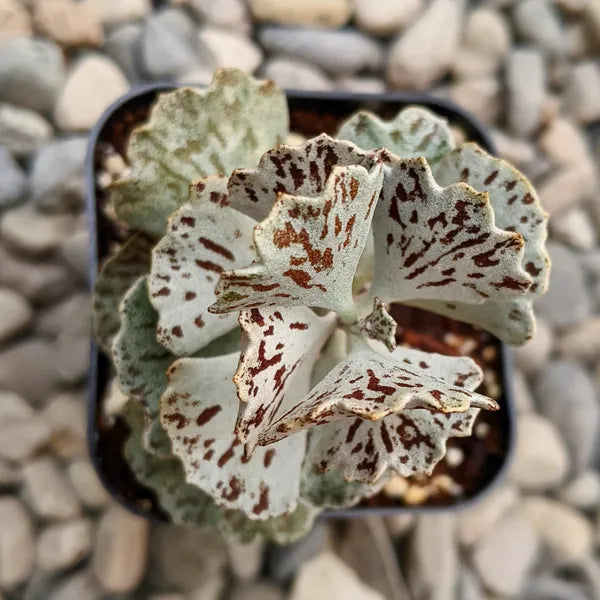 Kalanchoe Rhombopilosa - Ruffle Leaves