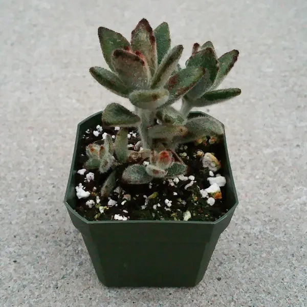 Kalanchoe Tomentosa Chocolate Soldier
