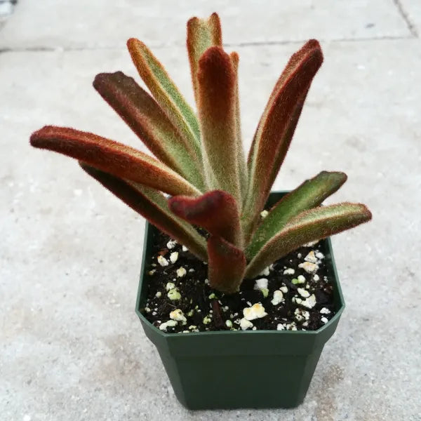 A close-up of Kalanchoe Tomentosa 'Dorothy Brown' in a 2.5" pot, showcasing its velvety, brown-coloured leaves.