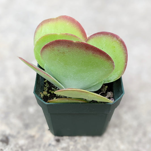 Close-up of Kalanchoe Thyrsiflora, also known as Desert Rose, showcasing thick, paddle-shaped leaves with green centres and reddish edges, planted in a 2.5-inch pot