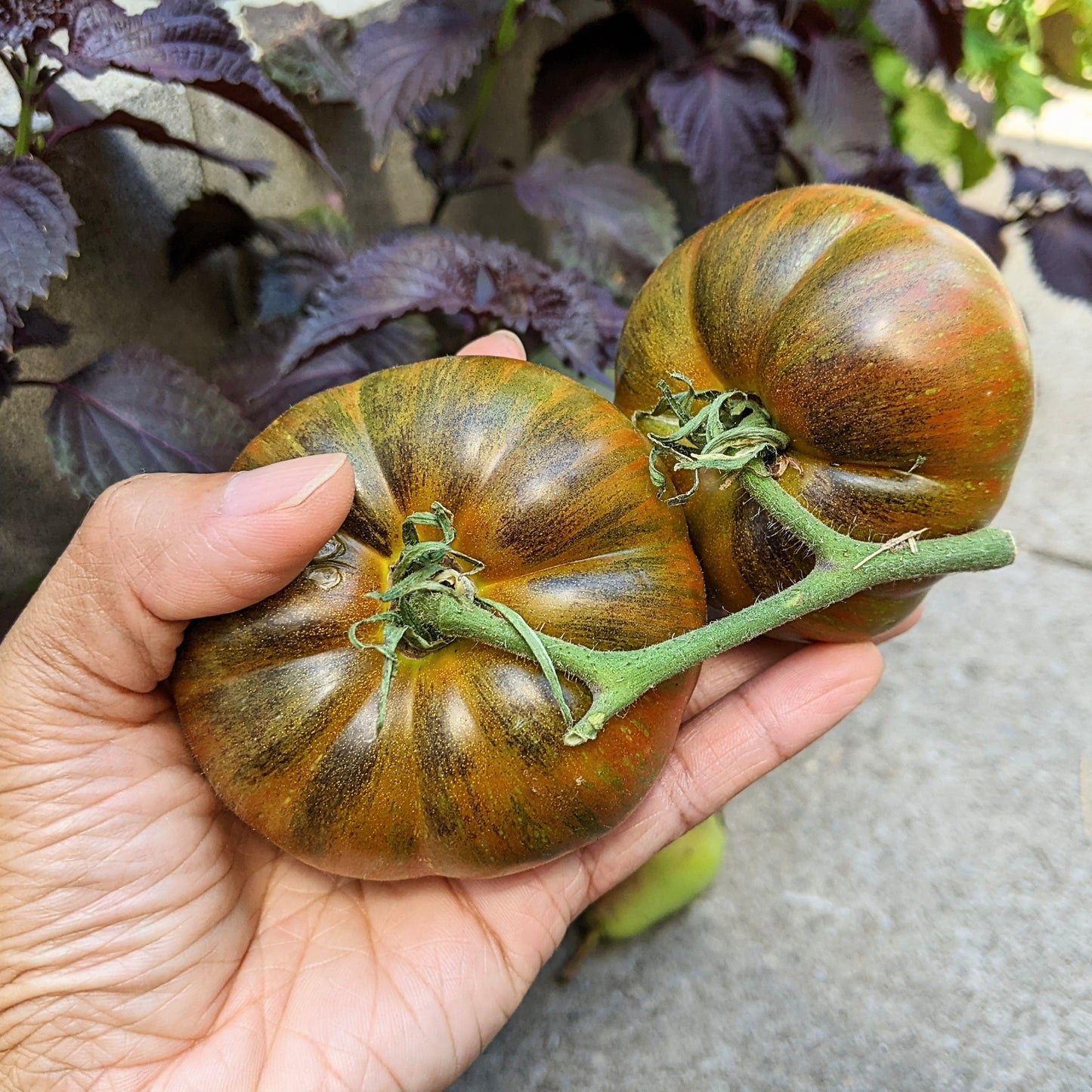 Close-up of two ripe Large Barred Boar Tomatoes on the vine, showcasing their unique stripey red and yellow patterns and heirloom beefsteak shape.