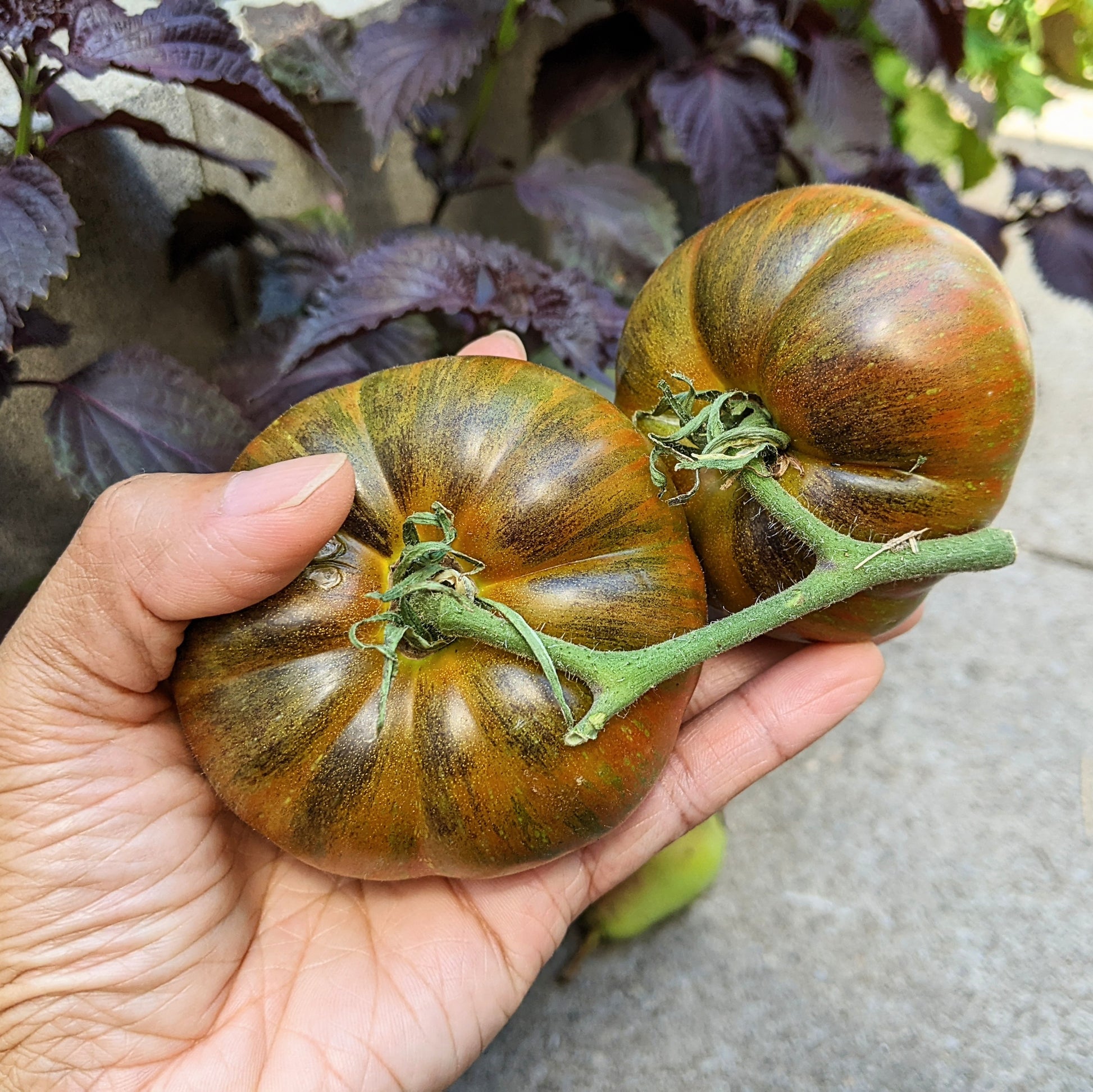 Close-up of two ripe Large Barred Boar Tomatoes on the vine, showcasing their unique stripey red and yellow patterns and heirloom beefsteak shape.