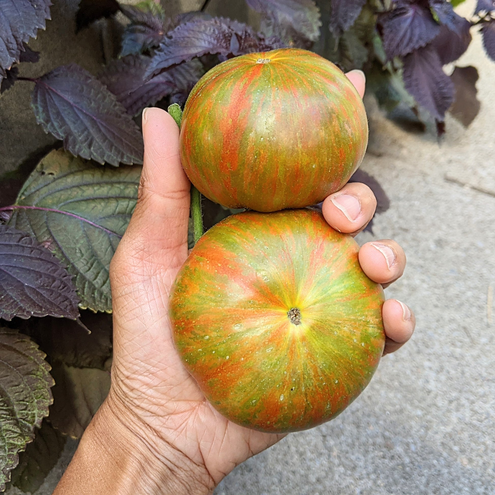 Close-up of two ripe Large Barred Boar Tomatoes on the vine, showcasing their unique stripey red and yellow patterns and heirloom beefsteak shape.