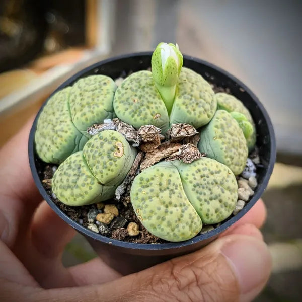 Lithops Fulviceps f. Aurea