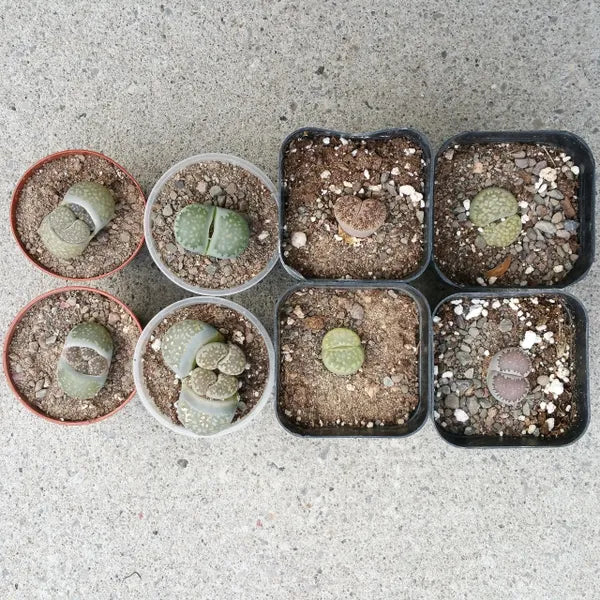 Lithops Species Assortment