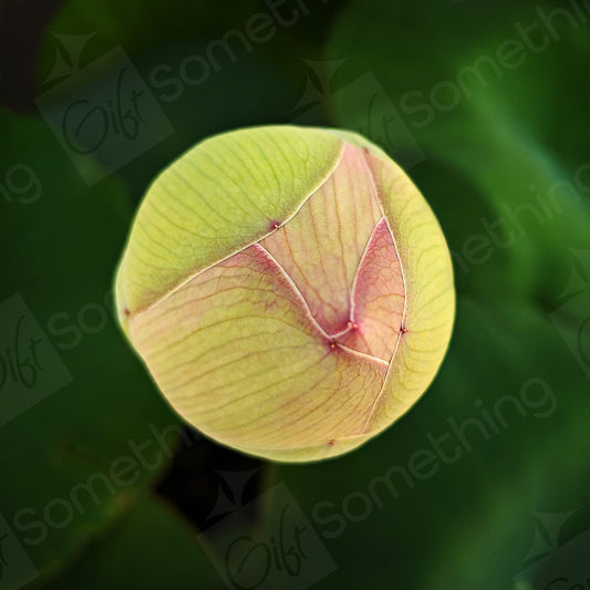 Close-up of a Lotus flower bud with a green background, highlighting its soft petals and natural textures.