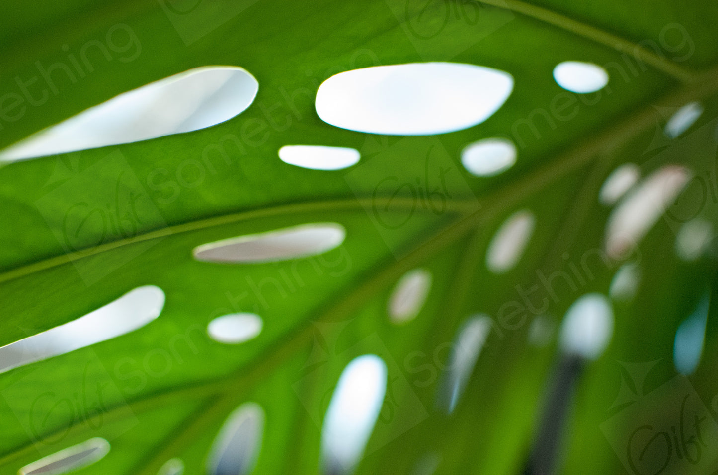 High-resolution close-up of a Monstera leaf with vibrant green hues and distinctive split leaves.