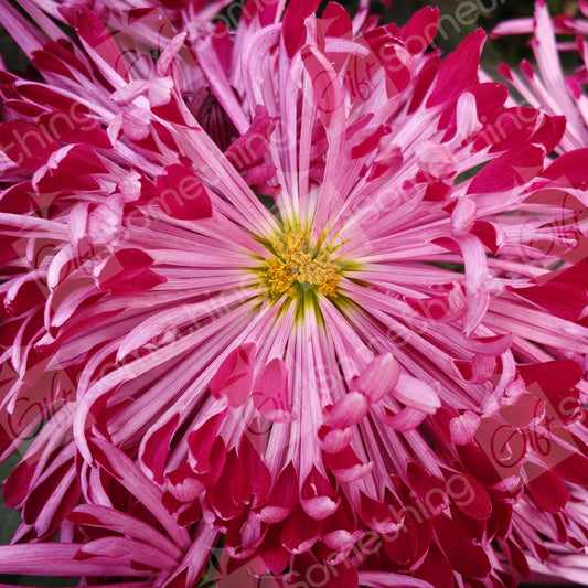 Close-up of a pink mum flower, highlighting the centre with visible pollen and intricate petal details.