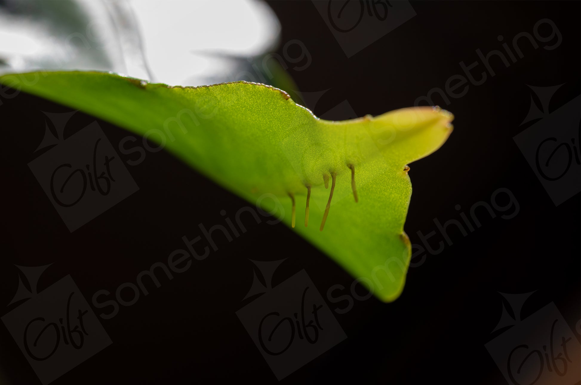 Close-up of Night Queen Leaf plant, showcasing its intricate leaf texture and aerial roots growing from the leaves.