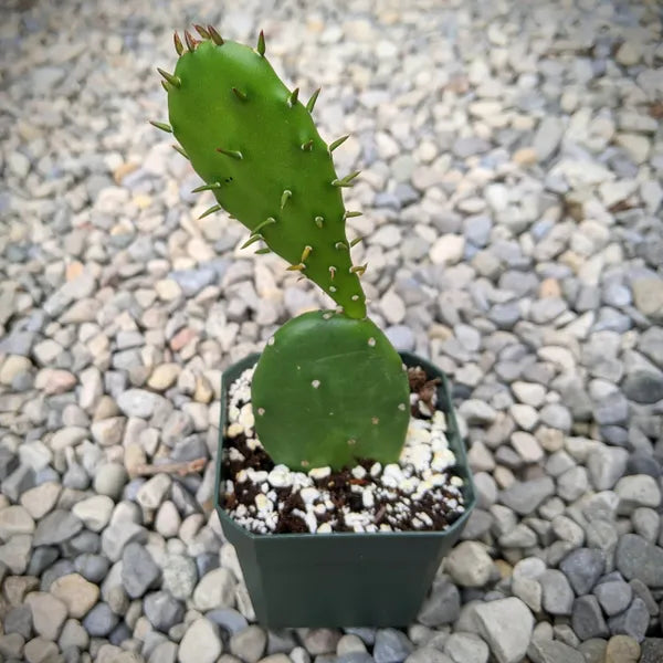 Opuntia humifusa (Eastern Prickly Pear) cactus with flat, oval green pads covered in small spines. The plant features vibrant yellow flowers with a red center and red pear-shaped fruits. The cactus is low-growing, forming sprawling clumps, and is planted in a sunny, well-drained garden bed.