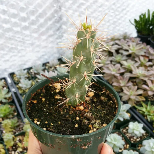 Opuntia Tunicata