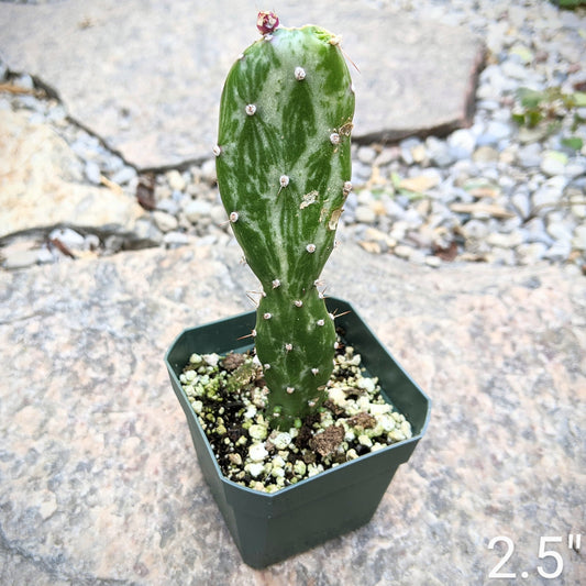Close-up of an Opuntia Monacantha Variegata in 2.5" pot displaying variegated green and cream foliage.