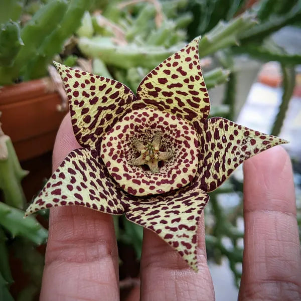 Close-up of Orbea Variegata, showcasing its star-shaped flower with intricate yellow and brown mottled patterns, paired with its green, angular stems.