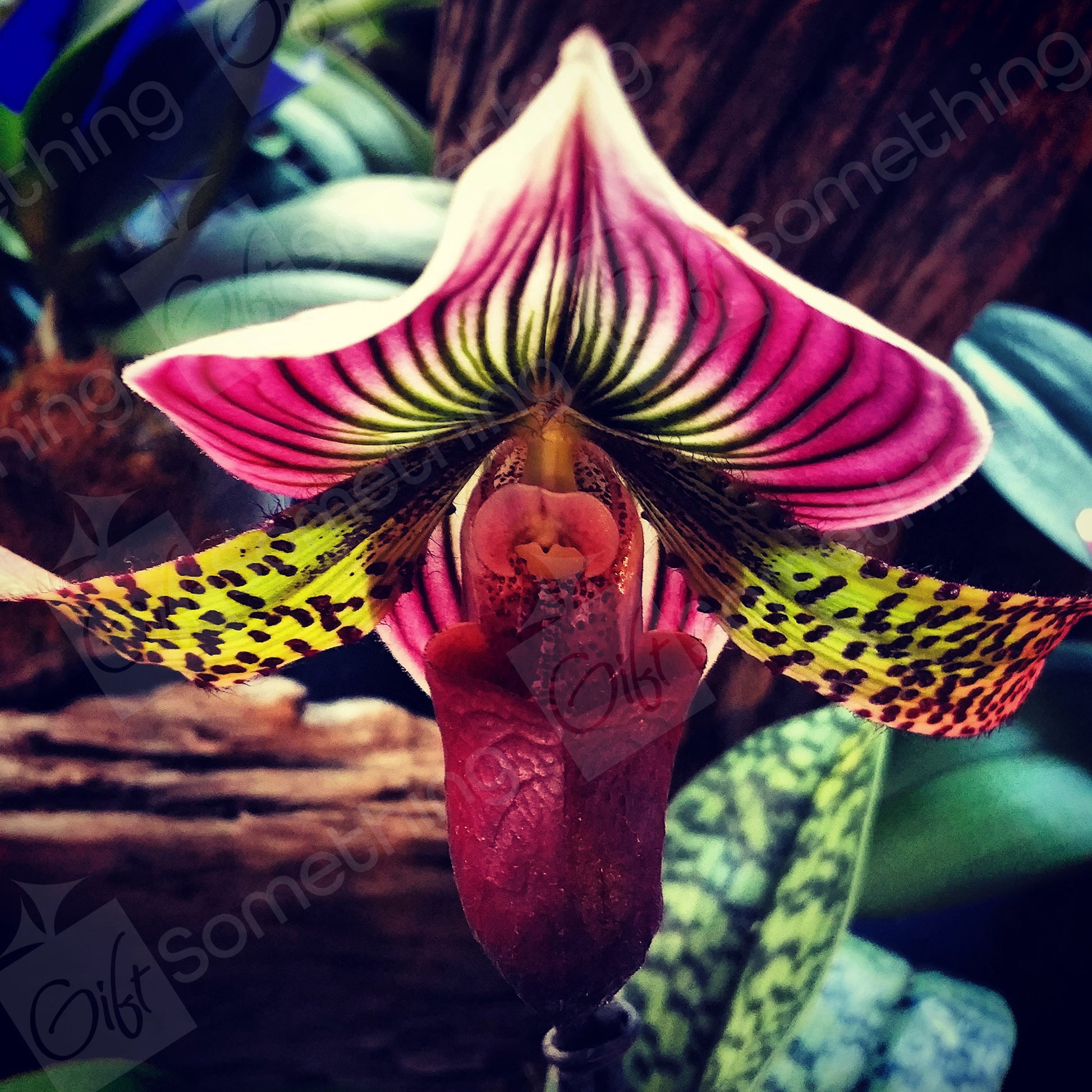 Close-up of a Slipper Orchid flower, showcasing its unique shape, delicate petals, and vibrant colours.