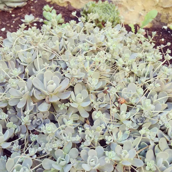 Orostachys Boehmeri aka Chinese Duncecap