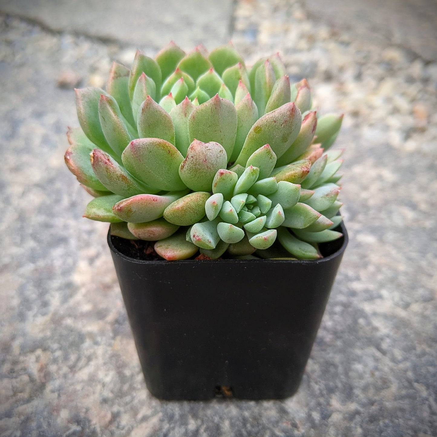 Echeveria Chrissy n Ryan