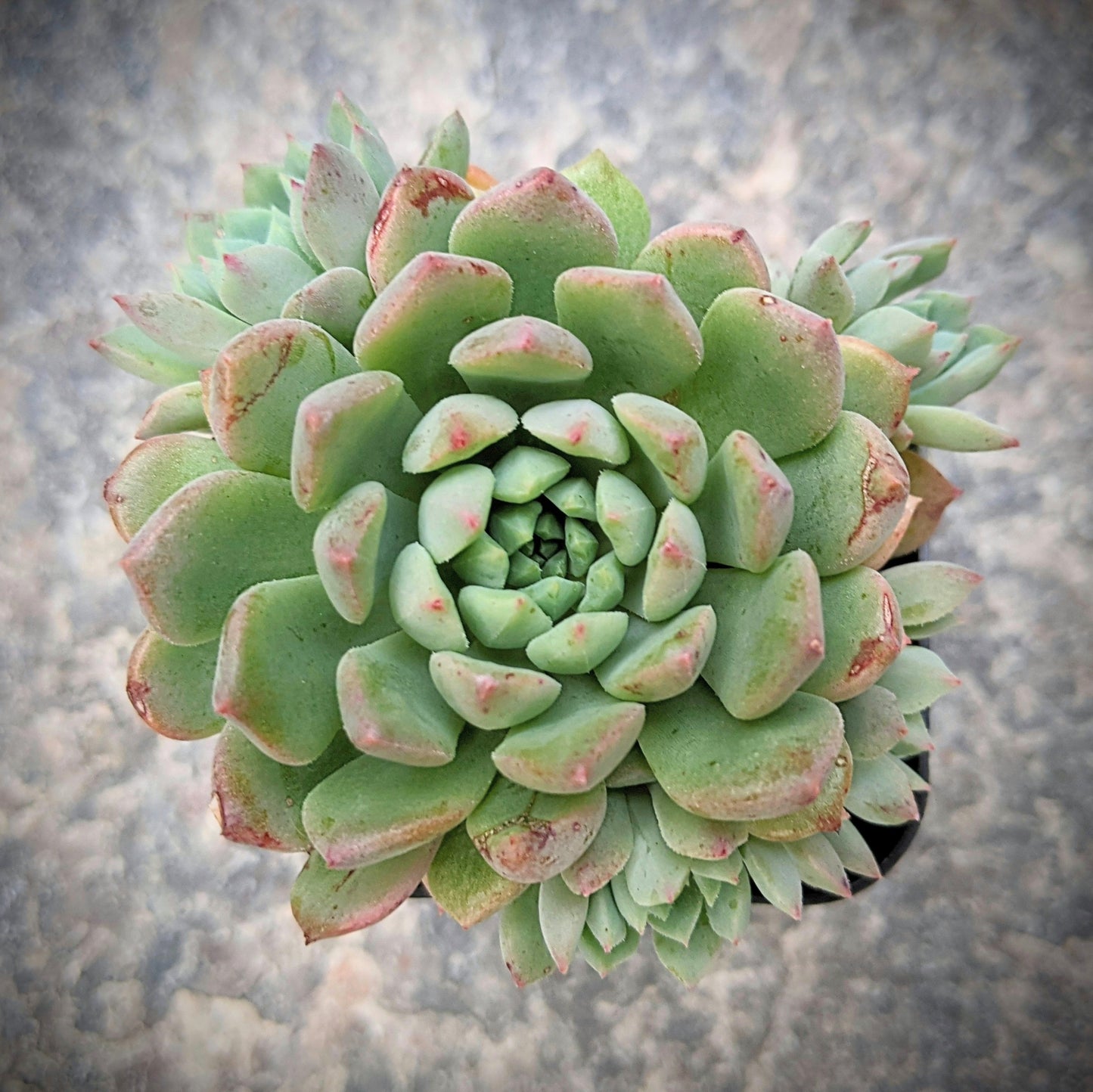 Echeveria Chrissy n Ryan