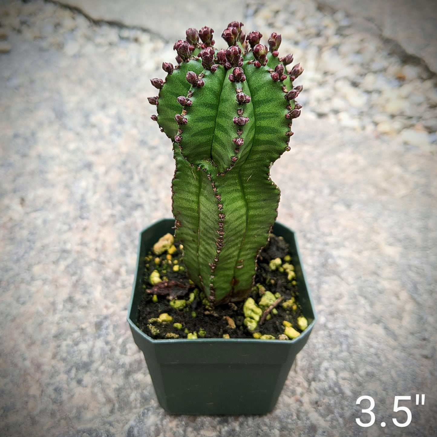 Euphorbia Polygona var. Anoplia aka Zipper Plant