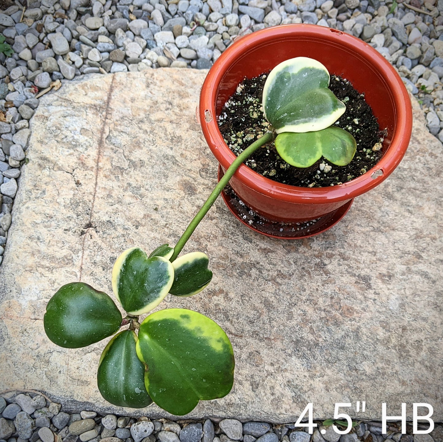 Hoya Kerrii Vine Variegated