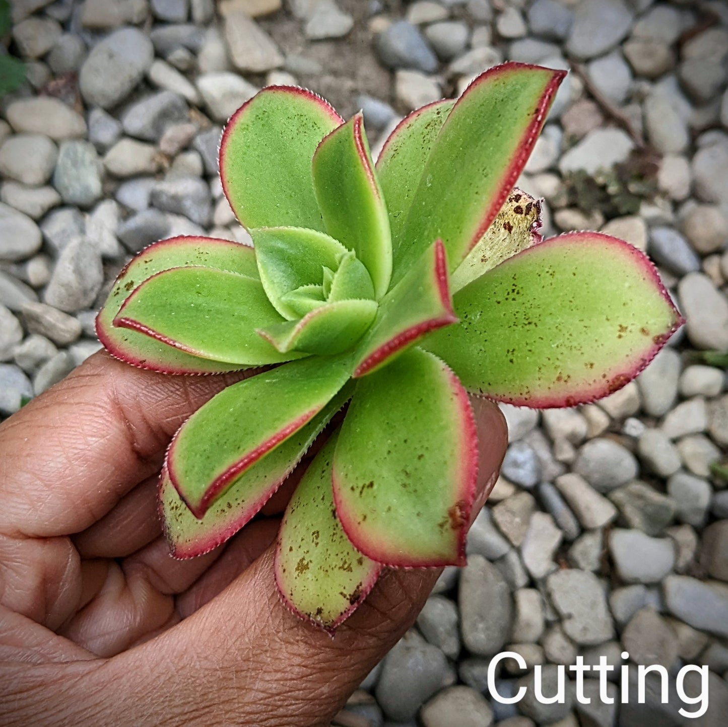 Aeonium Kiwi