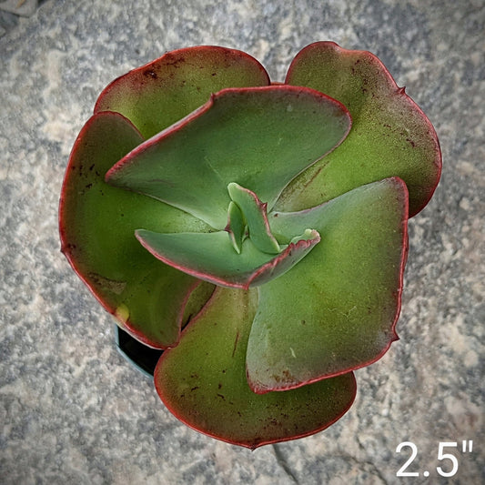 Echeveria Opal Moon