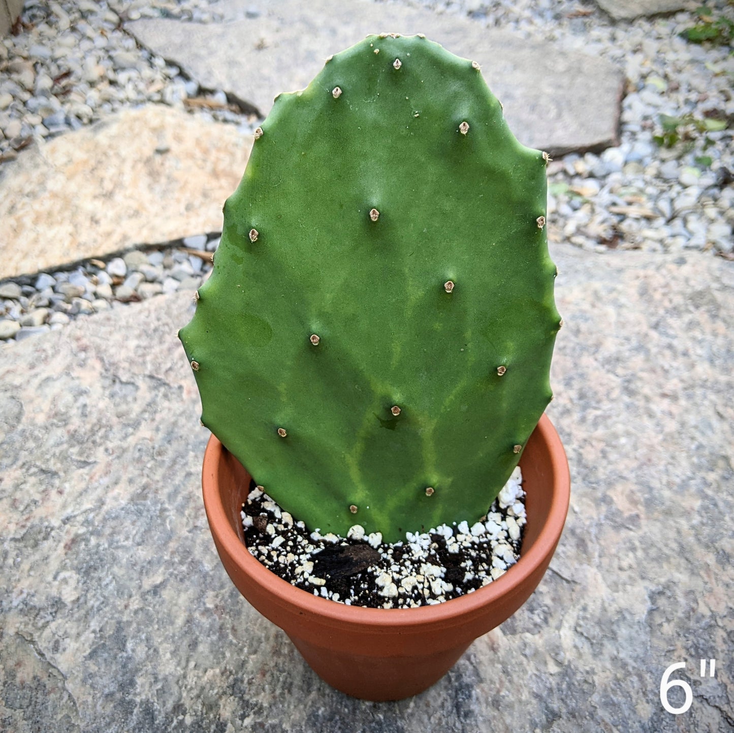 Opuntia Cacanapa 'Ellisiana' Spineless Prickly Pear