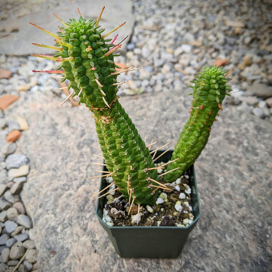 Euphorbia Mammillaris