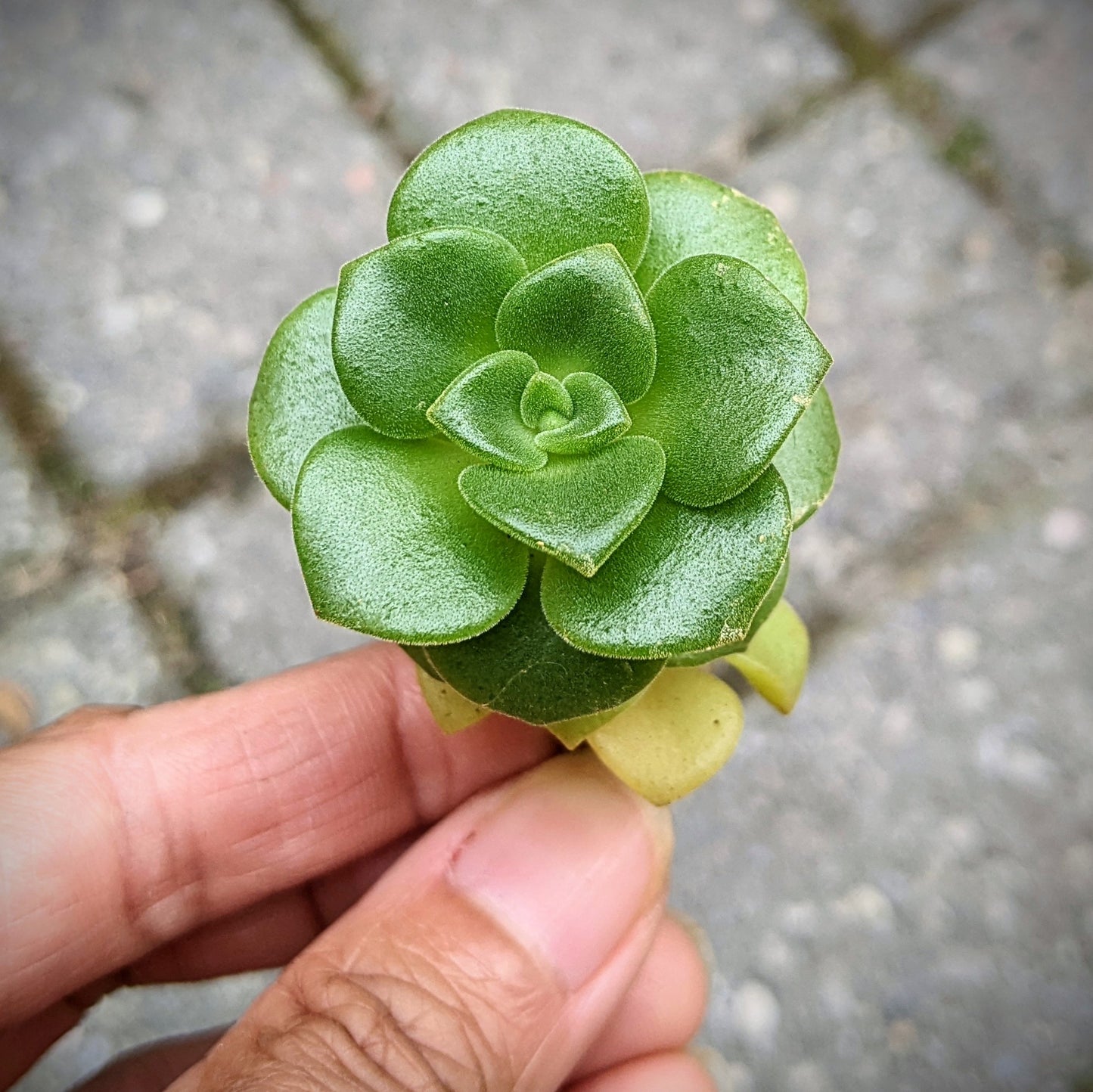 Aeonium Lily Pad