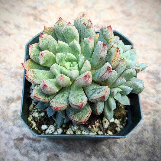 Echeveria Subcorymbosa Lau 030